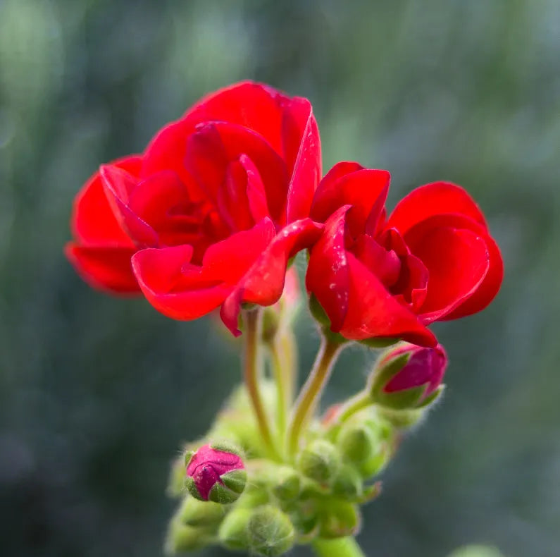 Cobalt Image Presets - The Base Pack for Adobe Presets